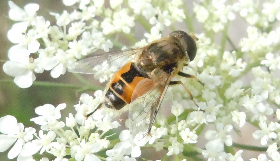 Altro Eristalis tenax?     No, Eristalis arbustorum